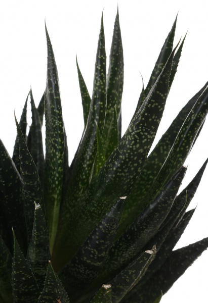 Рослина кімнатна Алоє арістата 12х15 см