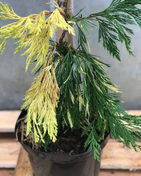 Растение Калокедр / Calocedrus decurrens Aureovariegata Pa 80-100