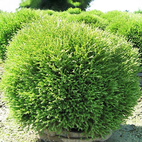 Саженец Туя Боулинг Болл d15/h30