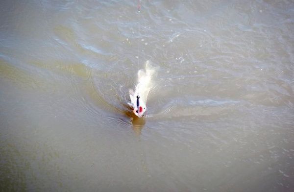 Віброхвіст Basic Lures Provoker 75 мм 6 шт. 3