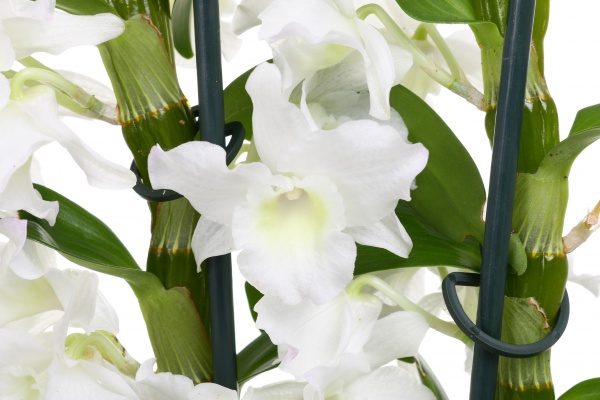 Растение Дендробиум 2 ветви 12/50