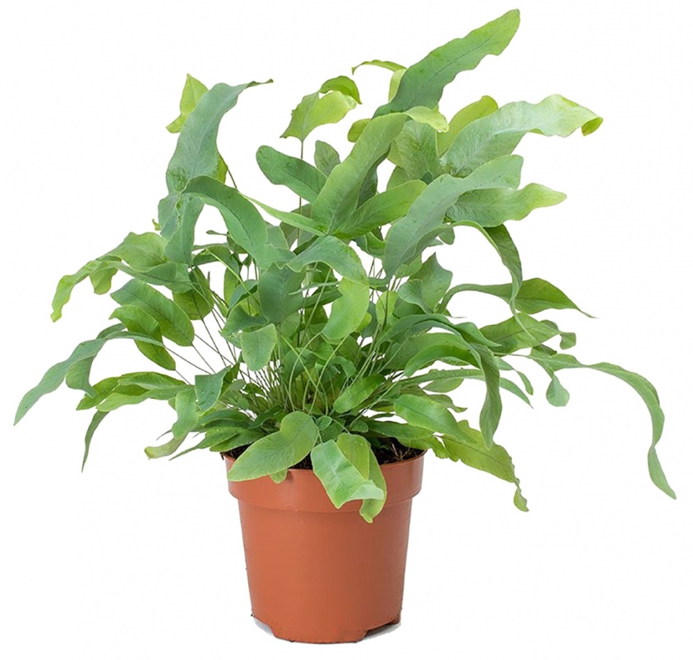 Рослина кімнатна Флебодіум 12х35 см Blue Star