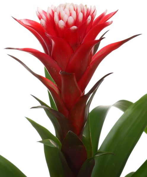 Рослина Гузманія Торч 12х55 см