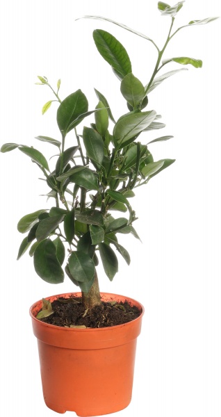 Растение комнатное Цитрус каламондин на штамбе 12/35