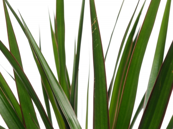 Растение комнатное Драцена Маргината 3 стволы 21/120