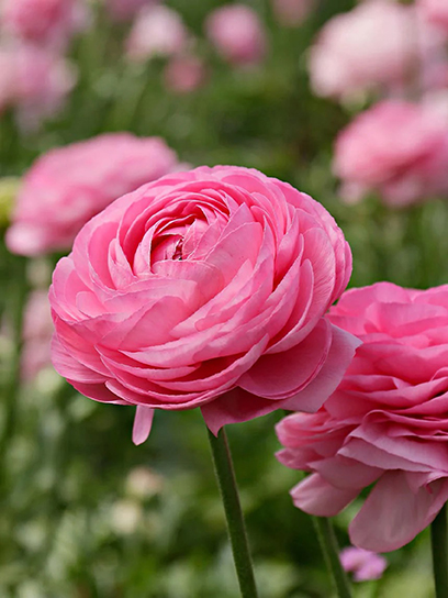 Коренебульба TUBERBULB Export B.V. жовтцю рожевого 5 шт.