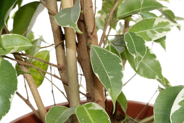 Рослина кімнатна Фікус бенжаміна мікс 27/150