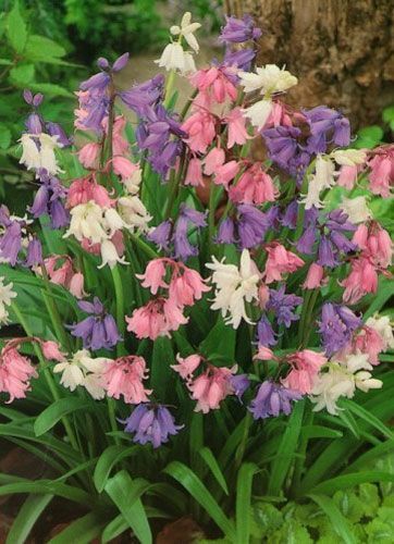 Луковица Яскрава Гиацинтоидес Смесь 5 шт. 