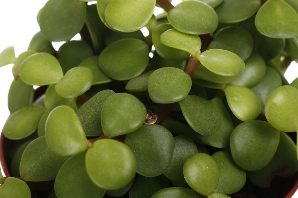 Рослина кімнатна Сукулент 8х12 см