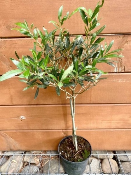 Растение Оливка 21/100