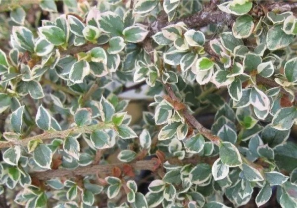 Растение Кизильник горизонтальний Варієгата/Cotoneaster horizontalis Variegata С3/Н30-40