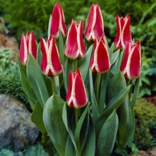 Луковица Яскрава Тюльпан гибрид Грейга Pinocchio 3 шт. 