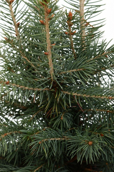 Растение ель обыкновенная Picea abies С3 С5