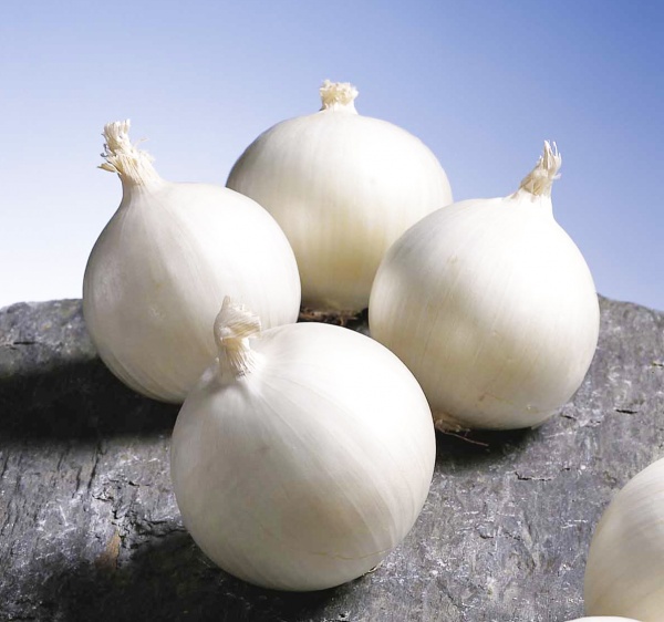 Семена Професійне насіння лук репчатый Гледстоун белая 200 шт. (4823058200712)