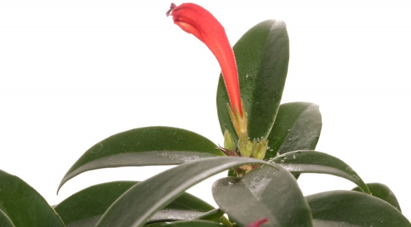 Растение комнатное Эсхинантус 11/25