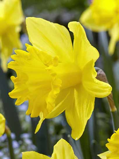 Луковица нарцисса Голден Анниверсари 3 шт. 