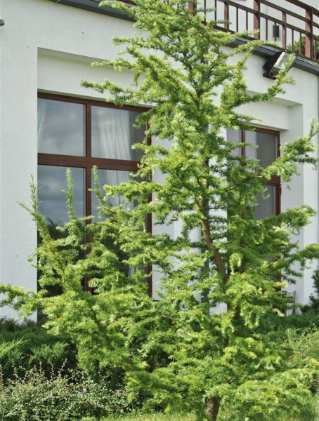 Растение Лиственница японская / Larix kaempferi Diana, С35 Pa 150-170