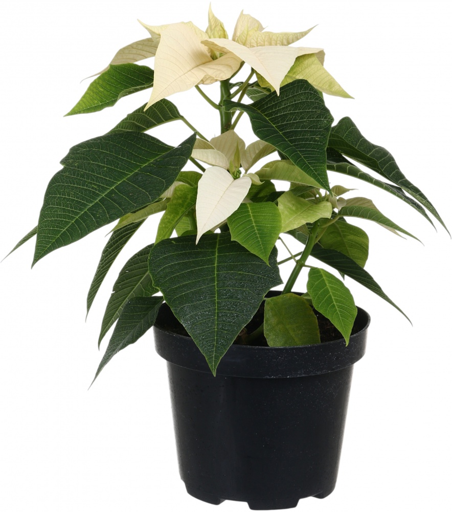 Растение комнатное Пуансетия Эуфорбия пульцерима d17