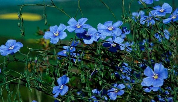 Семена Seedera лен смесь 0,5 г