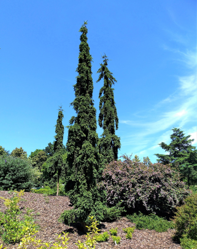 Растение Ель обыкновенная / Picea abies Rothenhaus, С80 H250