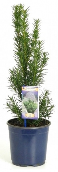 Растение Тис средний Hicksii (V20-S22 30-40 С5)