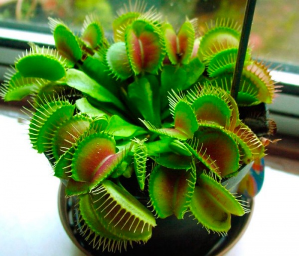 Растение Террариум дионея со светом d13/h20