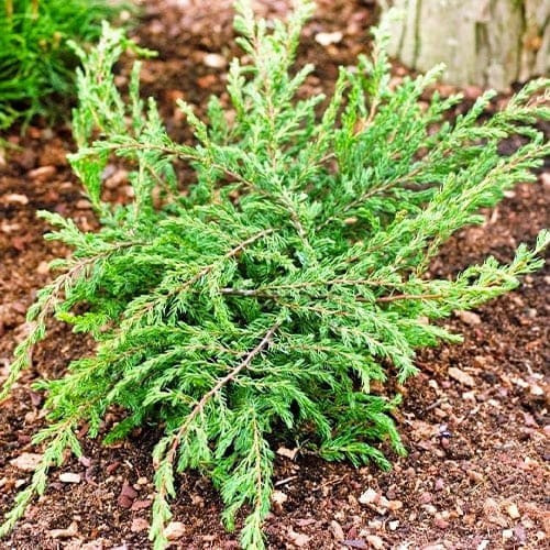 Рослина Ялівець Репанда d15/h30