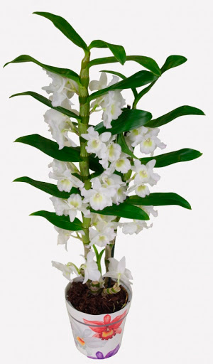 Растение Дендробиум Нобиле 2 ветки микс 12х50 см