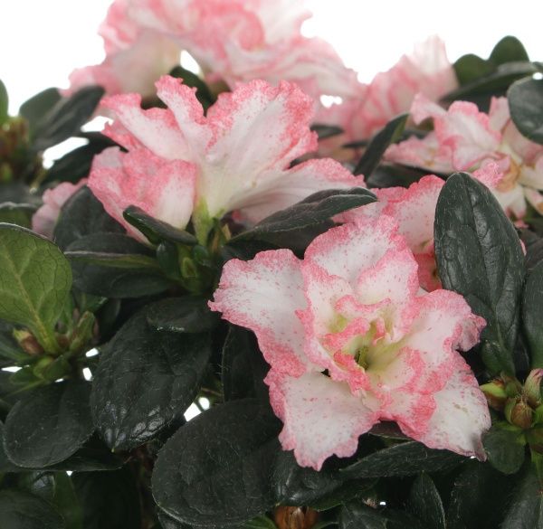 Растение Азалия микс 14х55 см