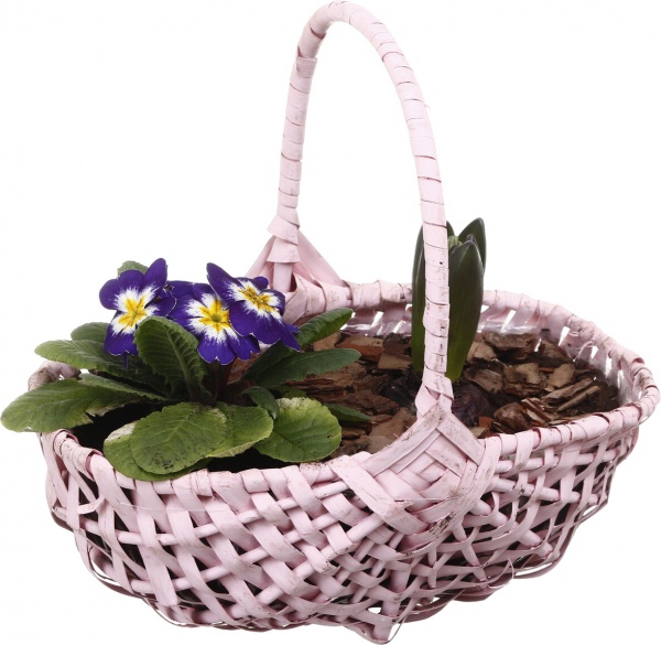Рослина кімнатна Кошик Гіацинт 1 + Примула 1овал з ручкою