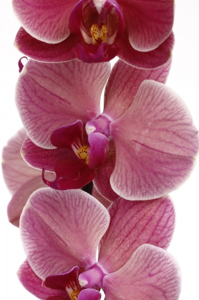 Растение Фаленопсис 12/75 2 гг элит микс