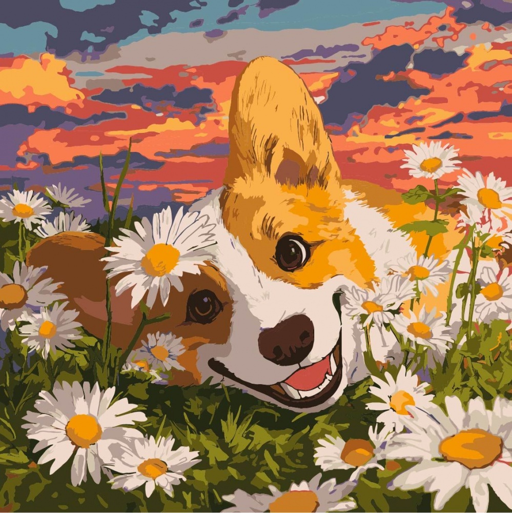 Картина по номерам Корги в ромашках 40х40 см Ideyka
