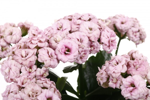 Растение комнатное Каланхое Париж 11x20 см