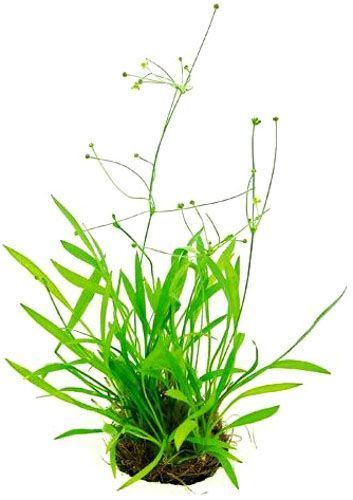 Рослина акваріумна Лотос К Ехінодорус (Echinodorus tenellus `Green`)