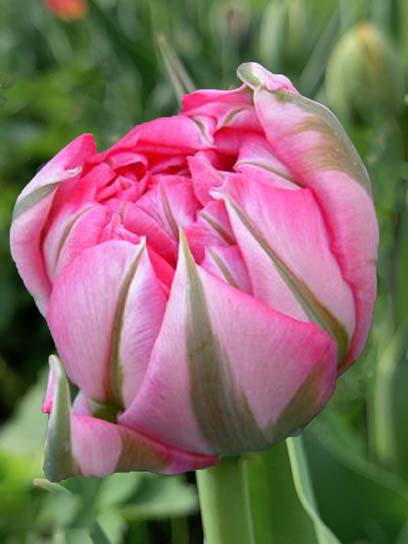 Луковица тюльпана махрового раннего Флэш Поинт 3 шт. 