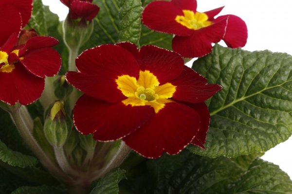 Растение Примула 10,5/20 мікс.