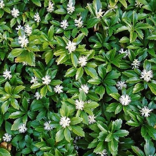 Растение Пахисандра верхушечная Грин Карпет/Pachysandra terminalis Green Carpet С3/Н 10-15
