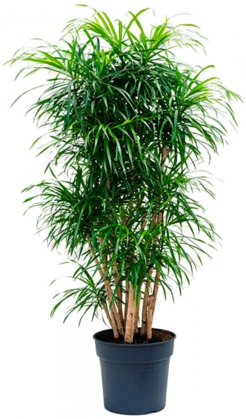 Растение комнатное Драцена Анита d17/h50