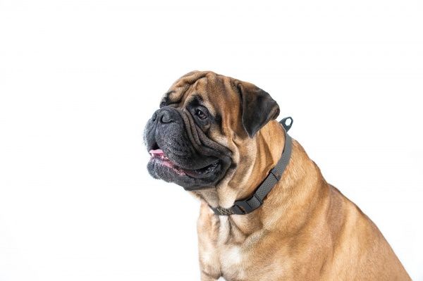 Ошейник Evolutor 2,5х25-70 см черный