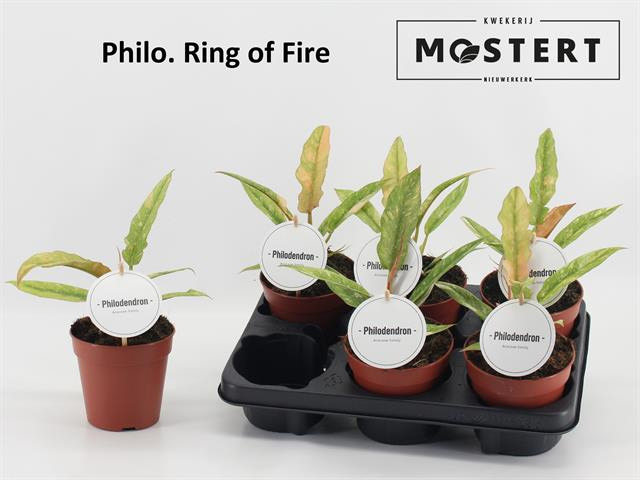 Растение Филодендрон 12х25 Ring of Fair