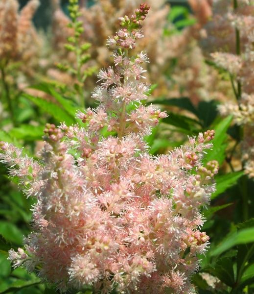 Растение декоративное Лотос К Астильба Никки (Astilbe Nikki)