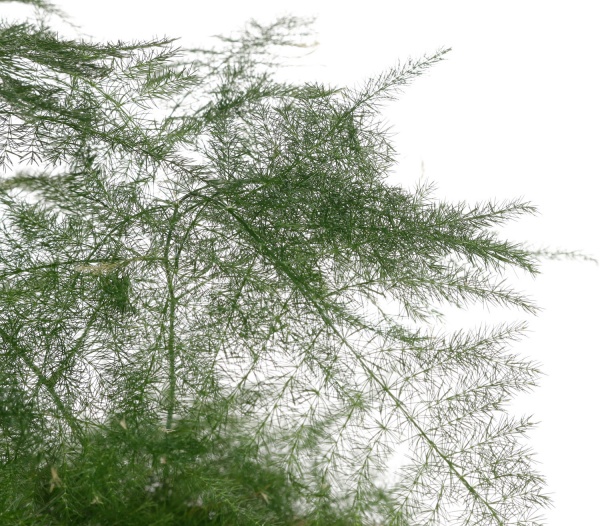 Растение комнатное Аспарагус 12/35 микс