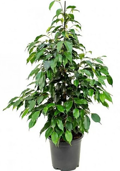 Растение комнатное Фикус бенджамина Экзотика 21/105