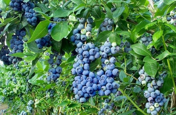 Саженец Брусвяна Голубика Нельсон 1,0 л