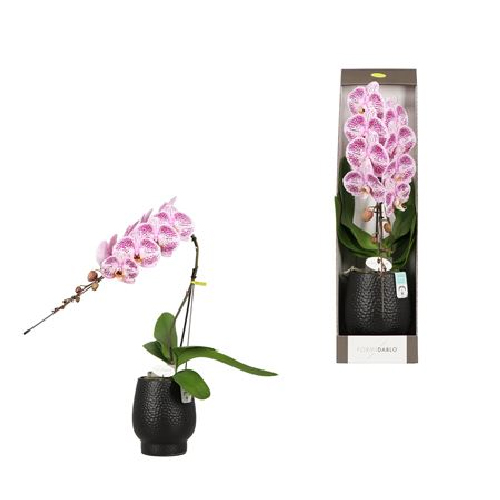 Растение Фаленопсис (орхидея) 12х65 1 ствол пятнистый Formidablo в керамике (Opti-flor)