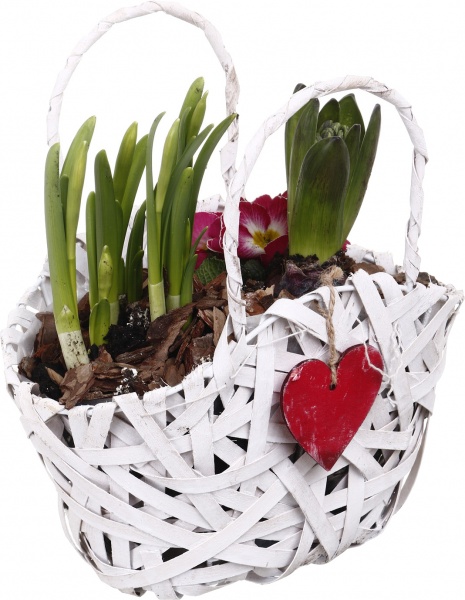 Растение Гиацинт + Примула + Нарцисс 3 овал сердце в корзине