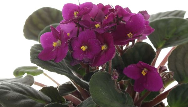 Растение комнатное Сентполия микс 12x20 см