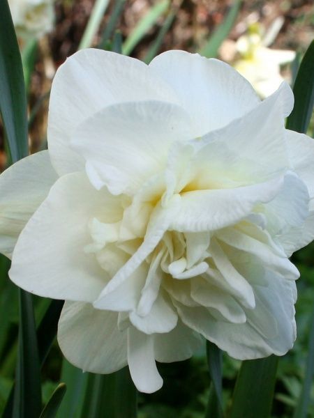 Цибулина TUBERBULB Export B.V. нарциса Обдам 3 шт. 