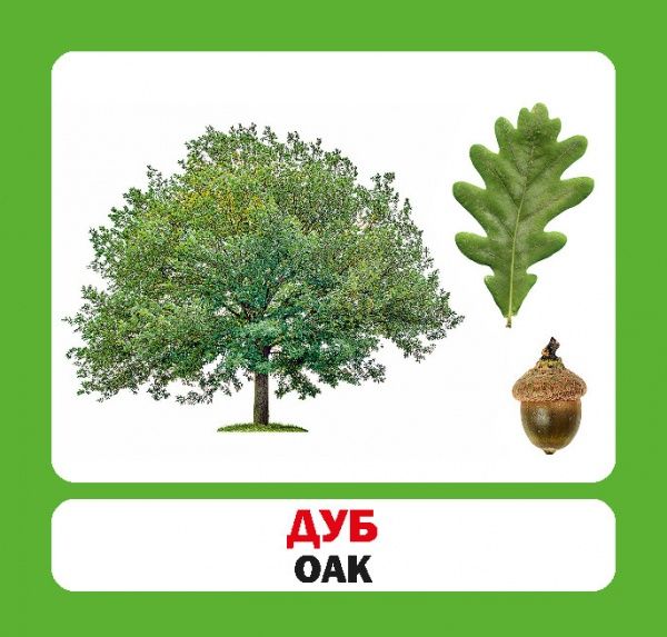 Книга «Навчальний посібник. Дерева України . англ-укр» 978-966-975-189-8