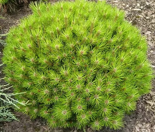 Растение Сосна Бамбино Ра С45 80см